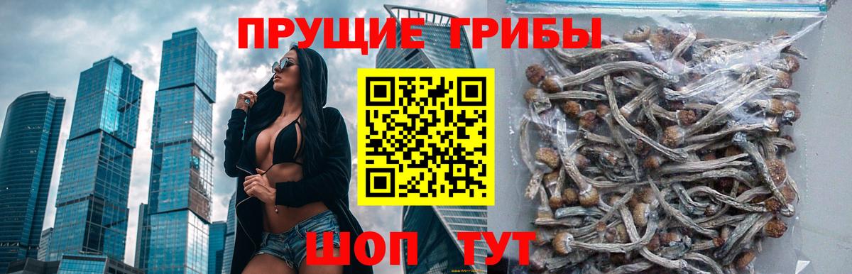Псилоцибиновые грибы ЛСД Новодвинск